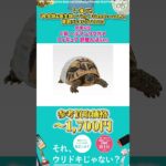【一番くじ】「爬虫類＆両生類～Tiny Friends～vol.2」買取ランキングTOP10 #Shorts