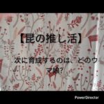昆が、2回目に育成するウマ娘のキャラは？#ウマ娘プリティーダービー#推し活