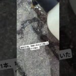 霧吹き1本、地面に水でウマ娘のキャラ描いてみました。是非最後までご覧ください。 #ウマ娘 #よしトレ #ウマ娘プリティーダービー #ライスシャワー